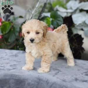 Cooper, Bich-Poo Puppy